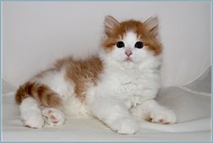 Male Siberian Kitten from Deedlebug Siberians